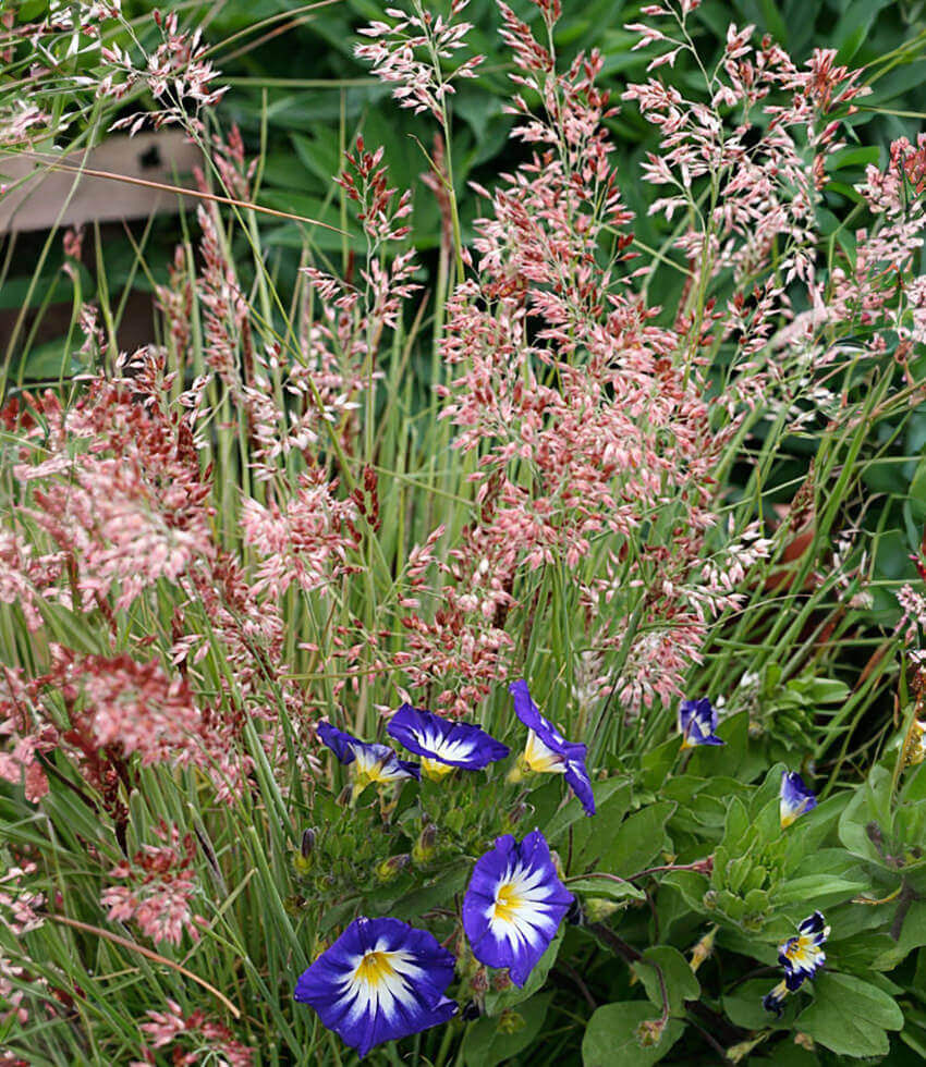 Melinus Nerviglumis - Ruby Grass Grow Organic