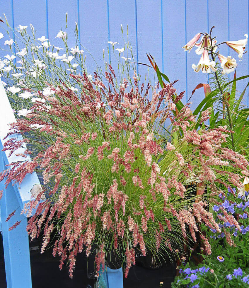 Melinus Nerviglumis - Ruby Grass Grow Organic