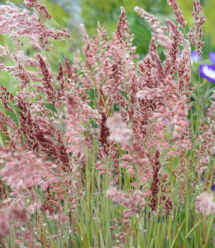 Melinus Nerviglumis - Ruby Grass Grow Organic
