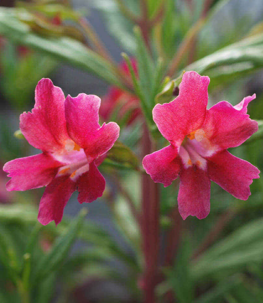 Mimulus Aurantiacus - Cherry Grow Organic