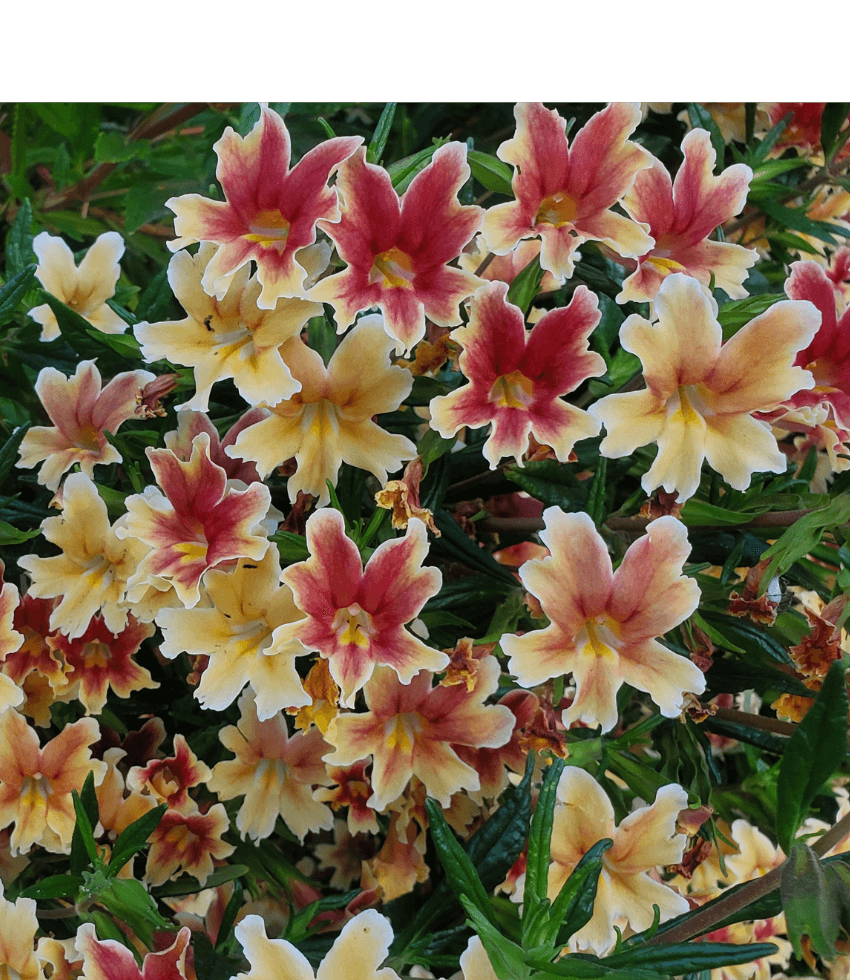 Mimulus - Changeling Grow Organic