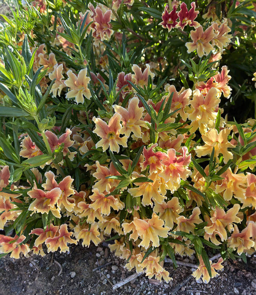Mimulus - Changeling Grow Organic