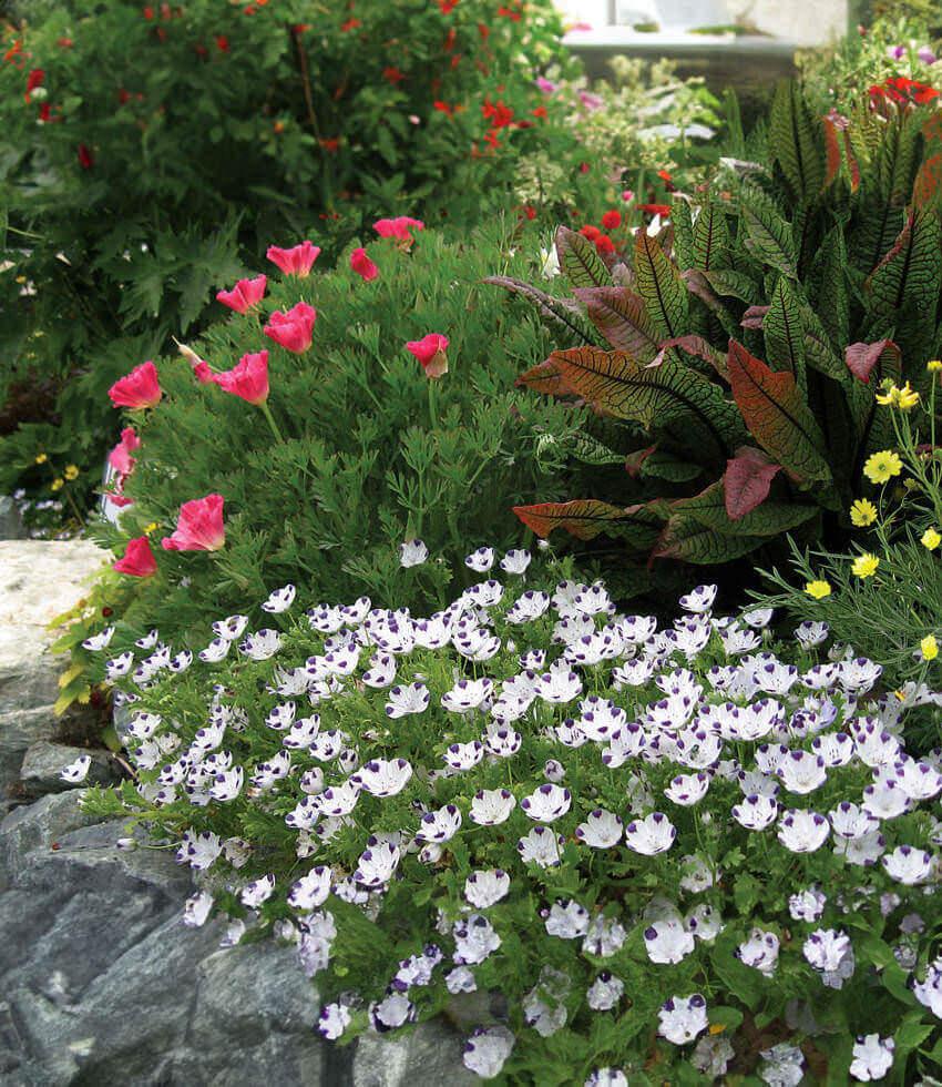Nemophila Maculata - Baby Five Spot Grow Organic