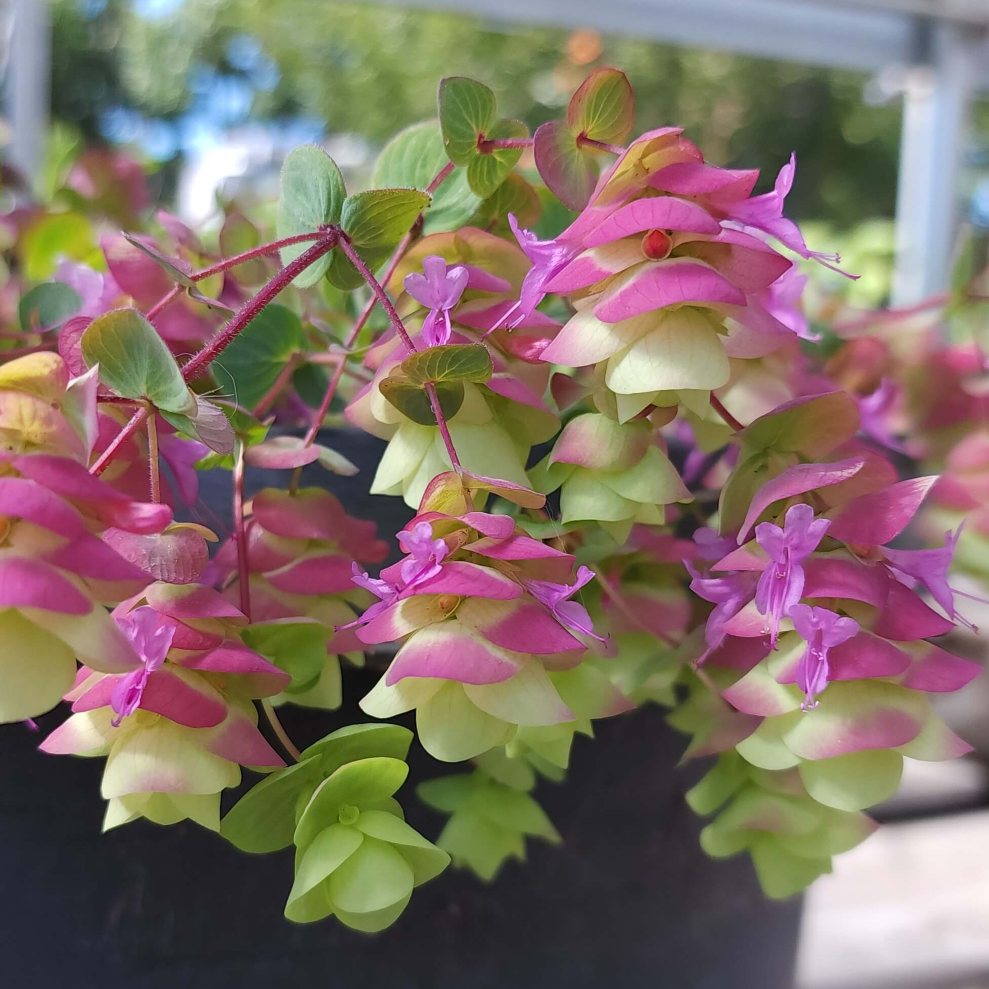 Origanum - Barbara Tingey Grow Organic