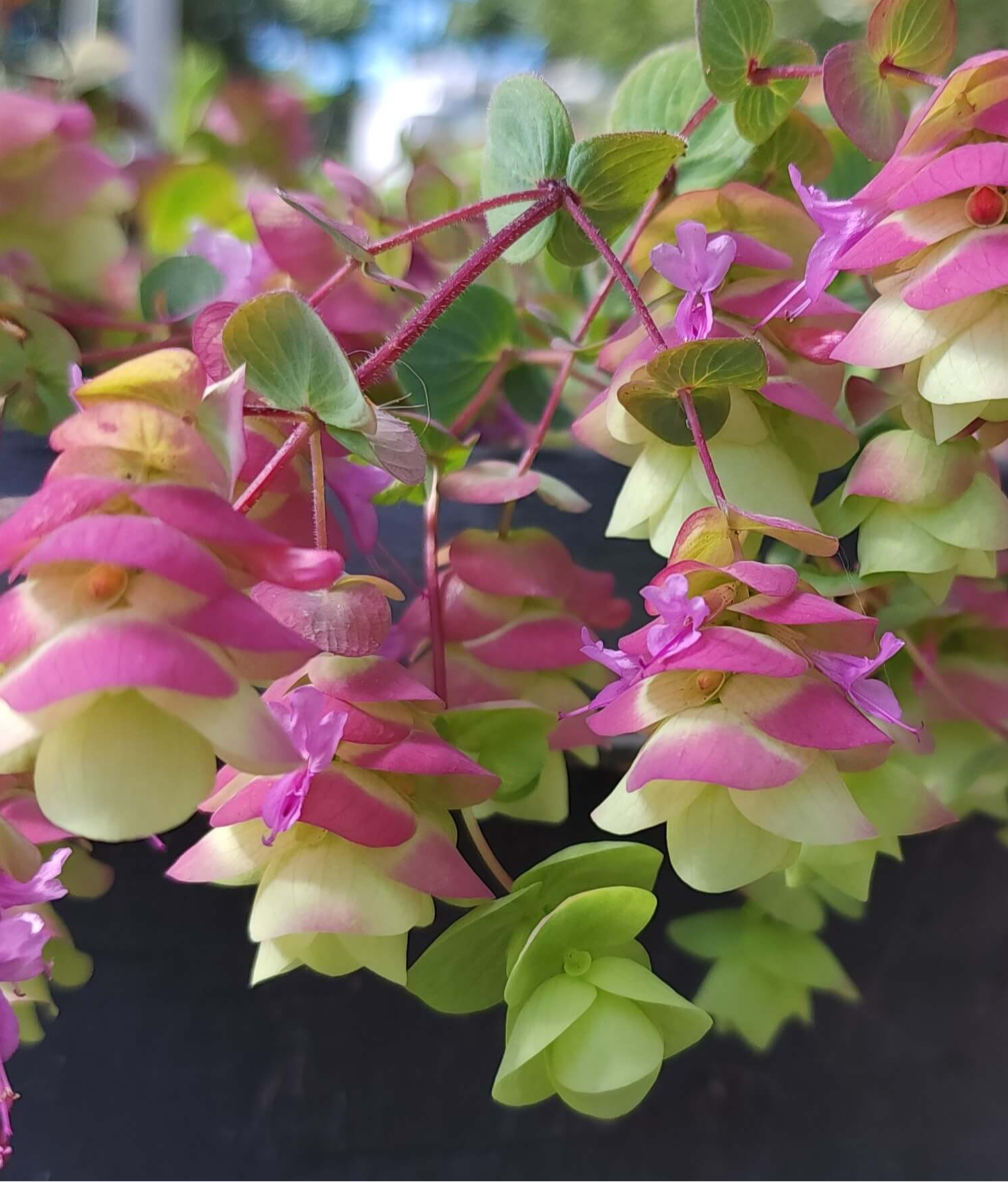 Origanum - Barbara Tingey Grow Organic