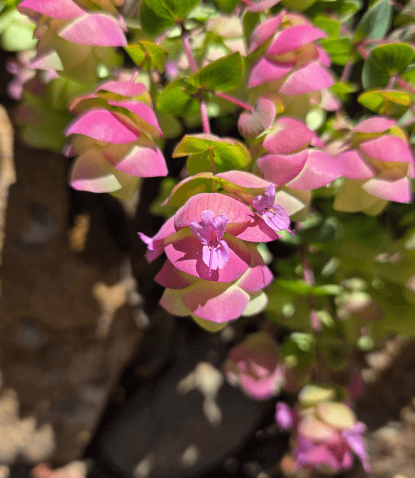 Origanum - Barbara Tingey Grow Organic