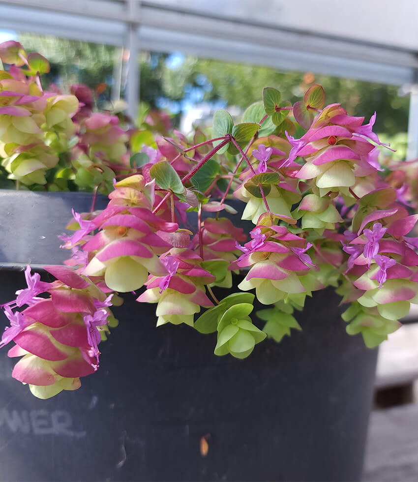 Origanum - Barbara Tingey Grow Organic