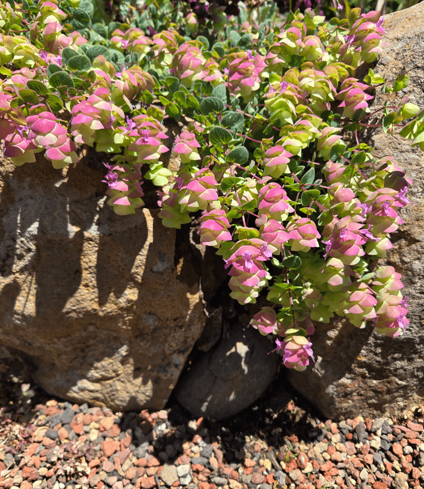 Origanum - Barbara Tingey Grow Organic