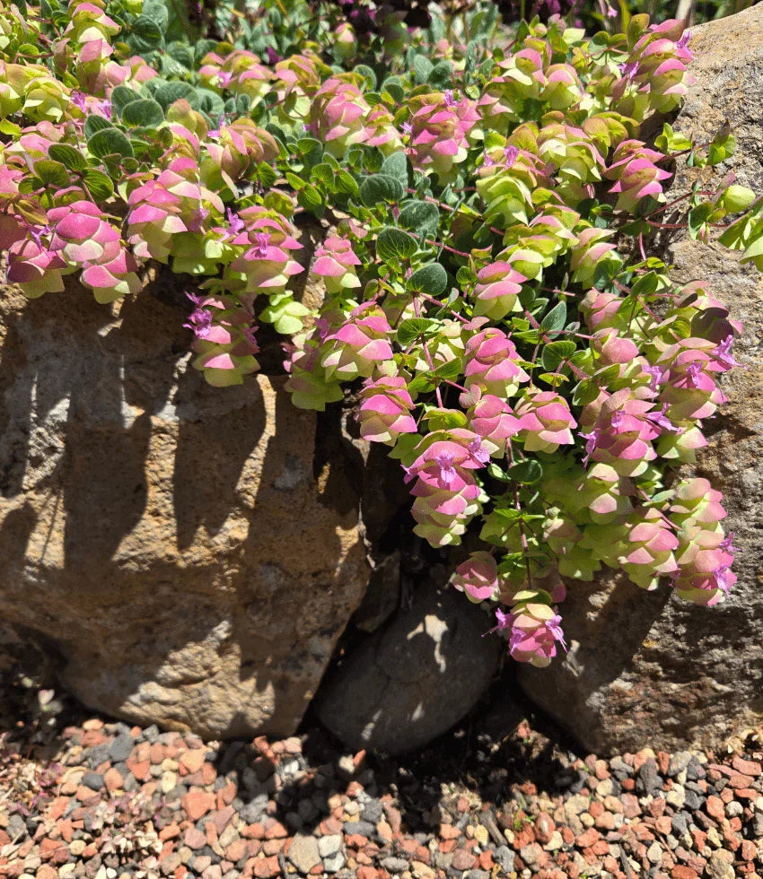 Origanum - Barbara Tingey Grow Organic