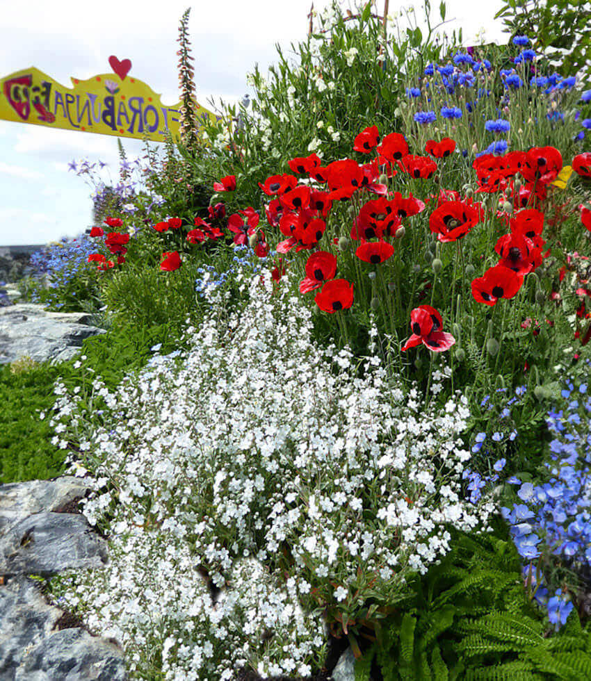 Papaver Commutatum - Ladybird Grow Organic