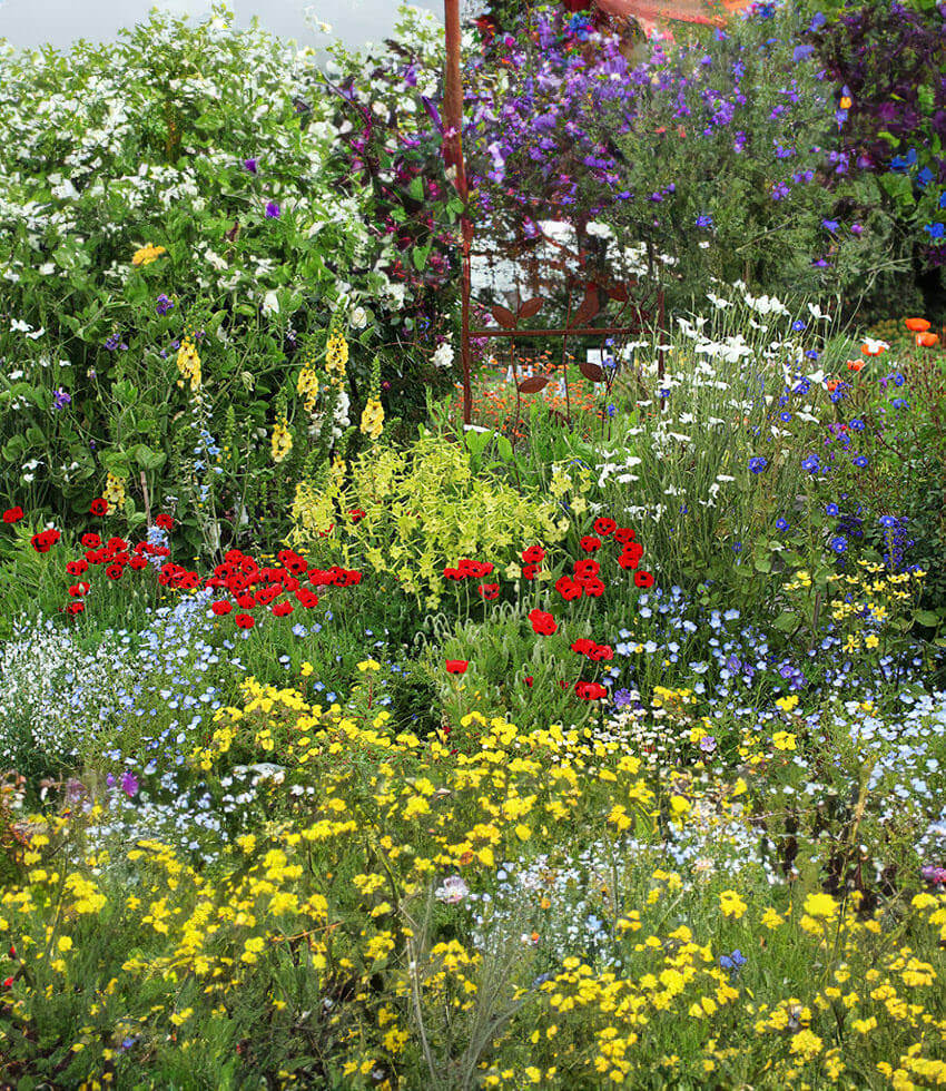 Papaver Commutatum - Ladybird Grow Organic