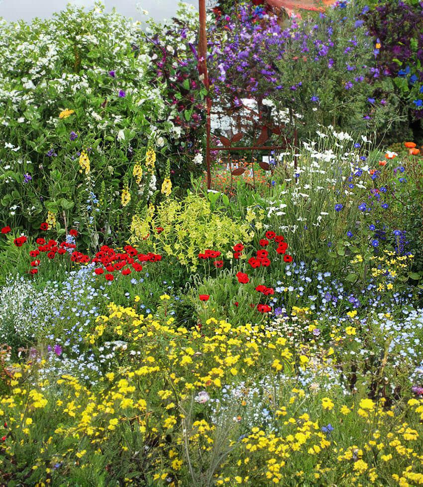 Papaver Commutatum - Ladybird Grow Organic