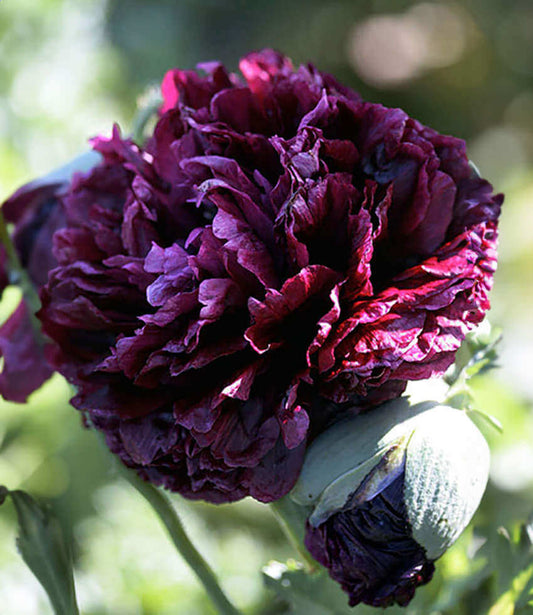 Papaver Hybridum - Black Peony Grow Organic