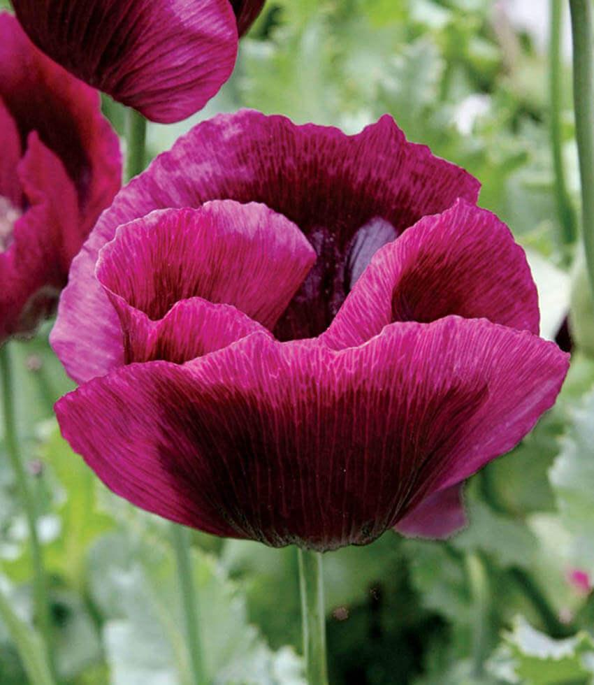 Papaver Hybridum - Lauren's Grape Grow Organic