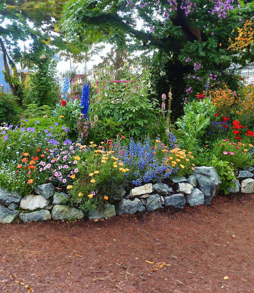 Penstemon Heterophyllus - Blue Springs Foothill Penstemon Grow Organic