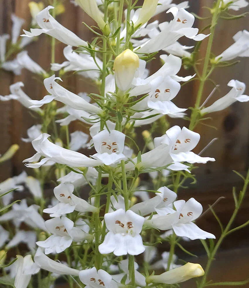 Penstemon Heterophyllus - Gmr White Grow Organic
