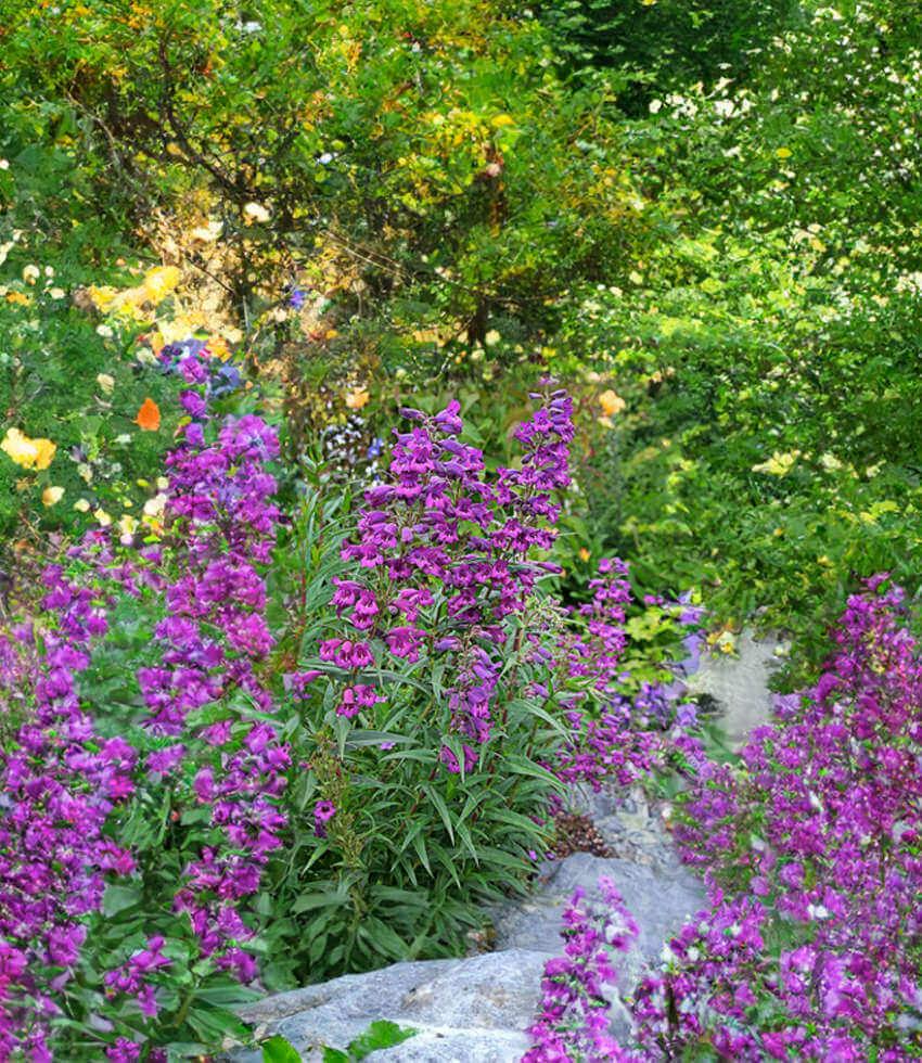 Penstemon X Gloxinioides - Midnight Grow Organic