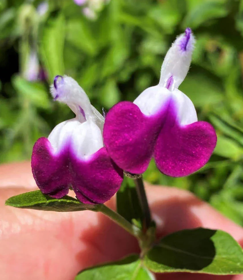 Salvia - Amethyst Lips Grow Organic