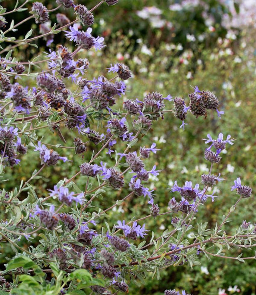 Salvia Clevelandii - Winifred Gilman Grow Organic