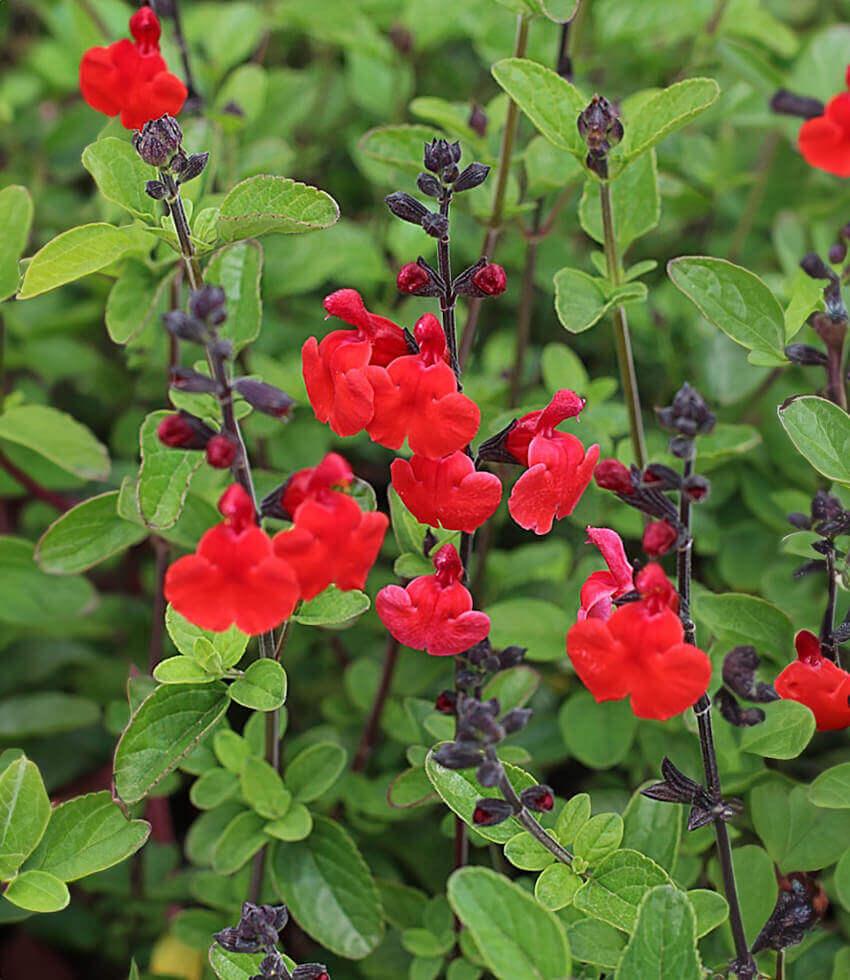 Salvia Greggii - Royal Bumble Grow Organic