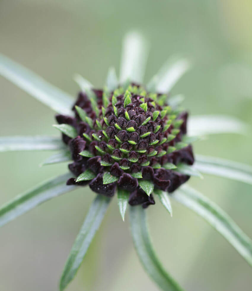Scabiosa Atropurpurea - Black Grow Organic
