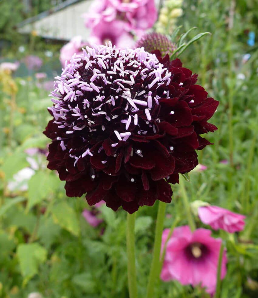 Scabiosa Atropurpurea - Black Grow Organic