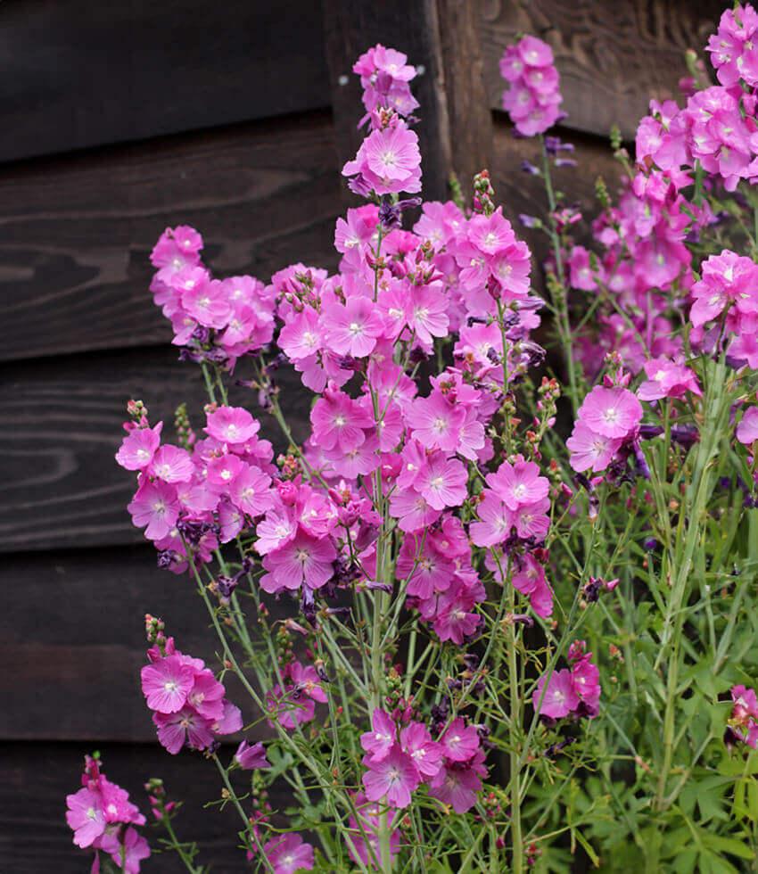 Sidalcea Malviflora - Purpetta Grow Organic