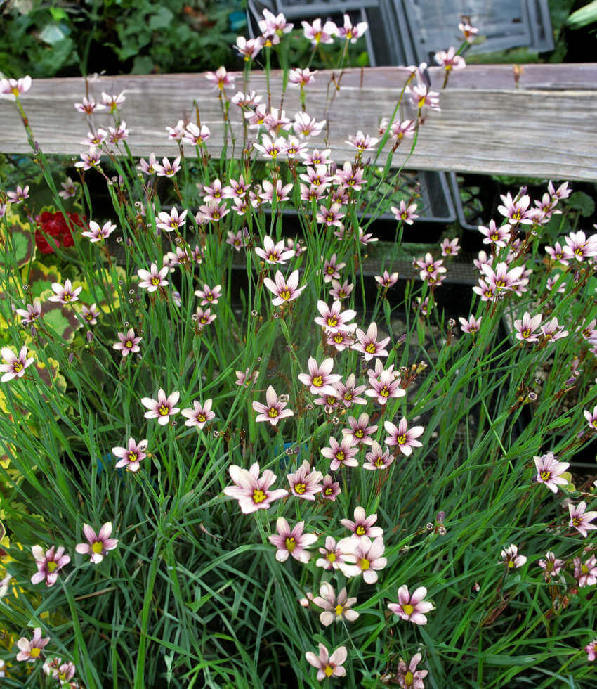 Sisyrinchium - Quaint And Queer Grow Organic