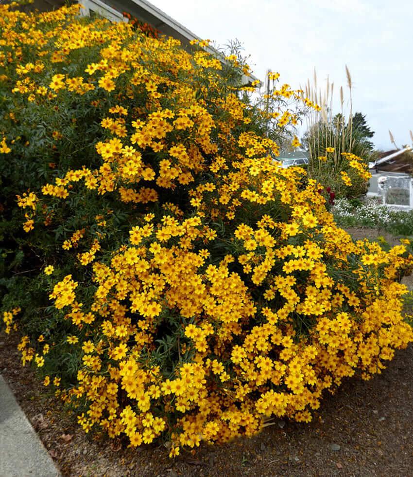 Tagetes Lemmonii Grow Organic
