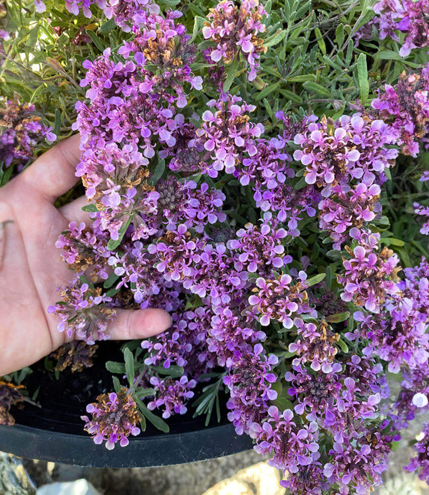 Teucrium Aroanium Grow Organic