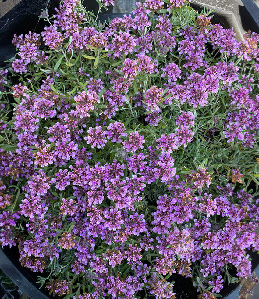 Teucrium Aroanium Grow Organic