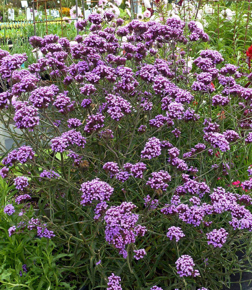 Verbena Bonariensis - Lollipop Grow Organic