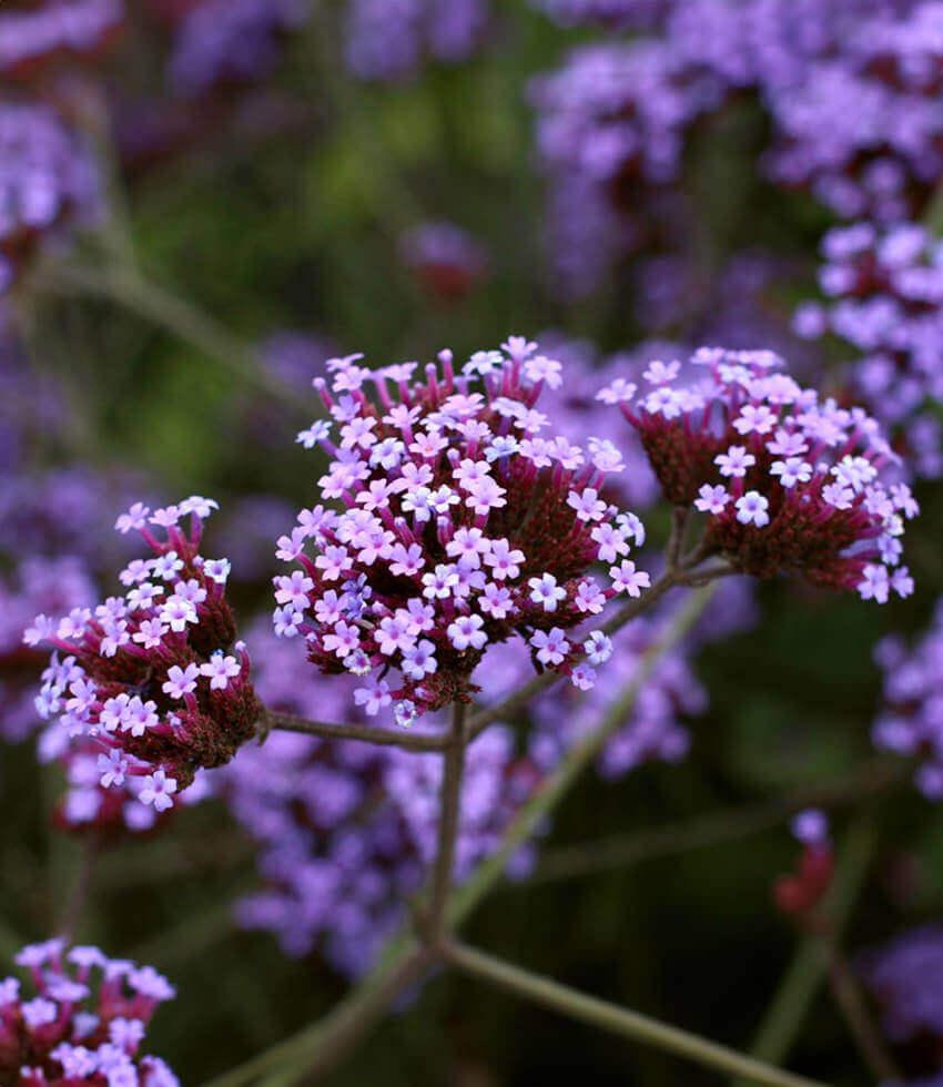 Verbena Bonariensis - Lollipop Grow Organic
