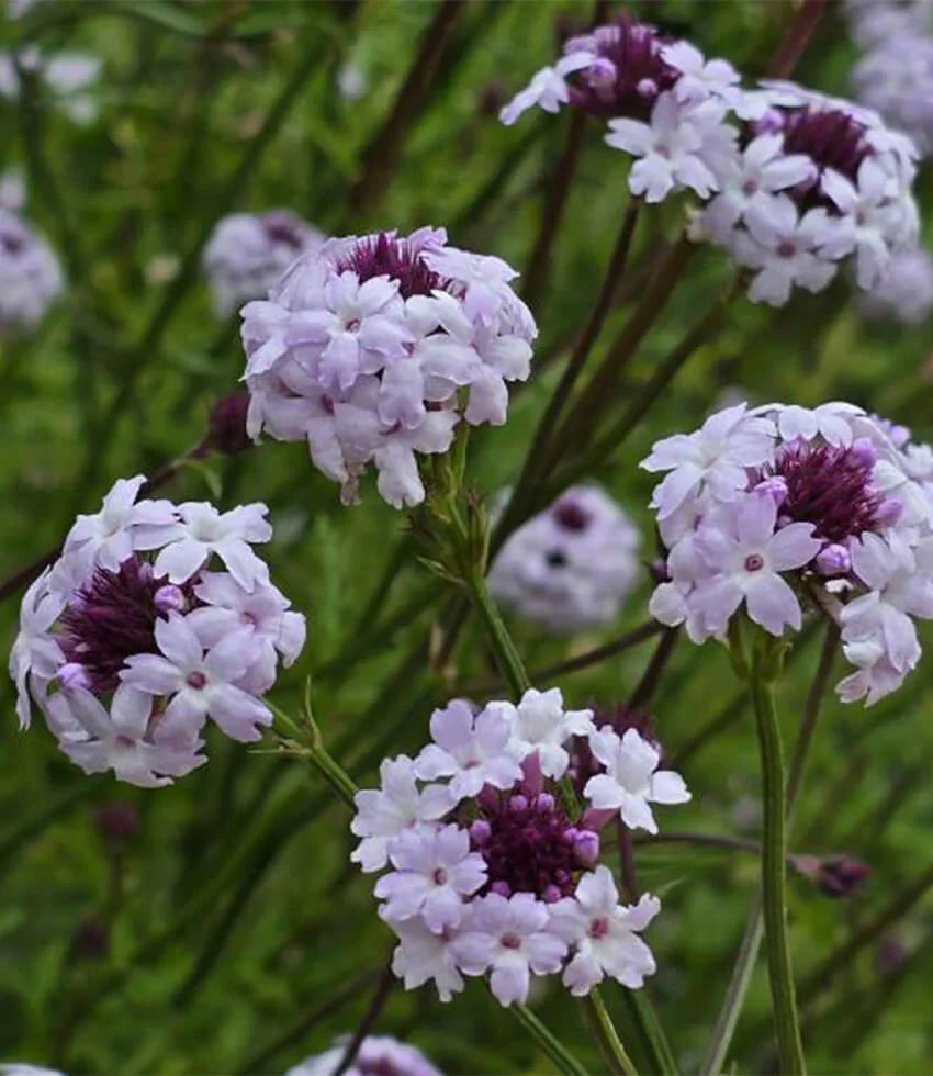 Verbena Lilacina - Paseo Rancho Grow Organic