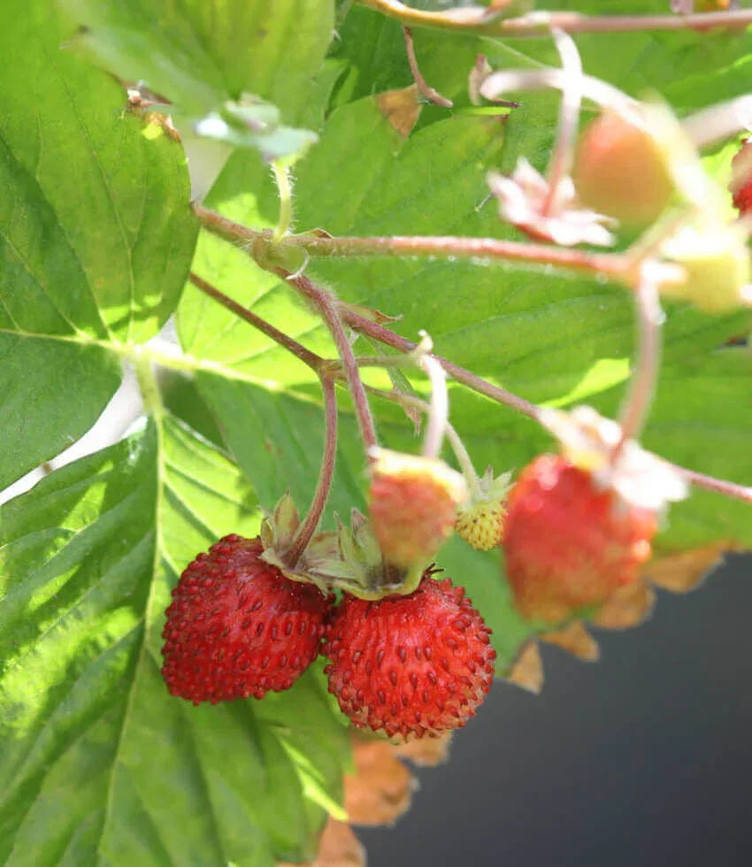Fragaria vesca 'Improved Rugen' - Alpine Strawberry Annie's Annuals