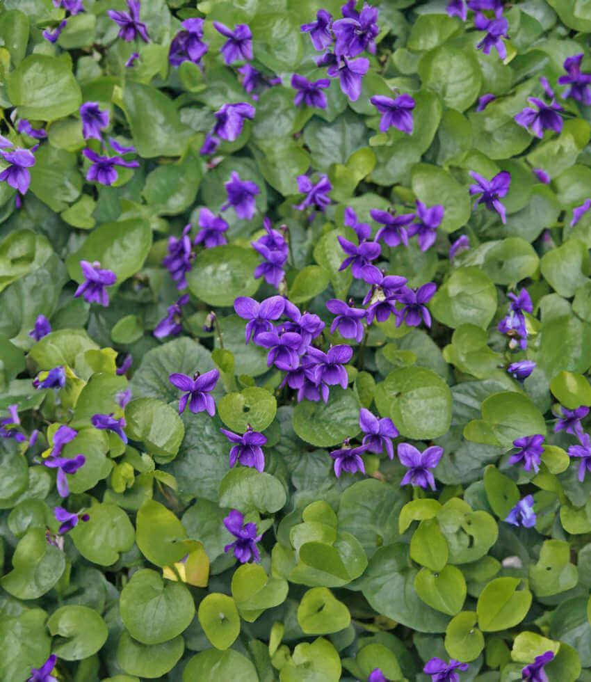 Viola Odorata - Queen Charlotte Grow Organic
