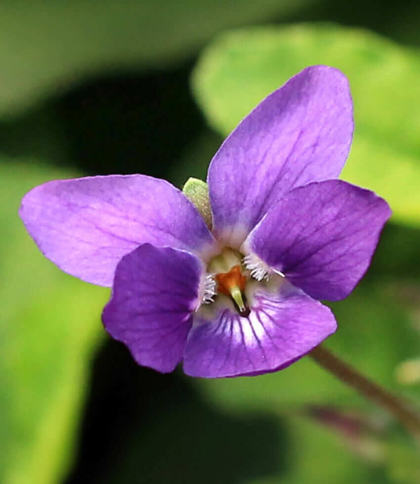 Viola Odorata - Queen Charlotte Grow Organic
