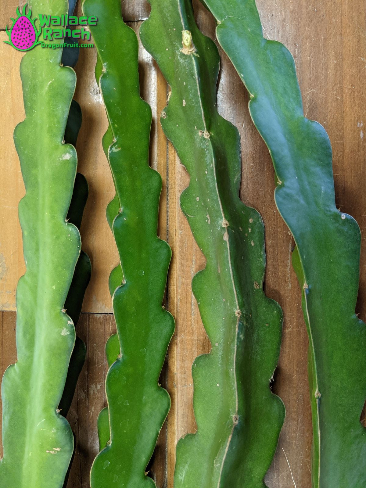 American Beauty Wallace Ranch Dragon Fruit