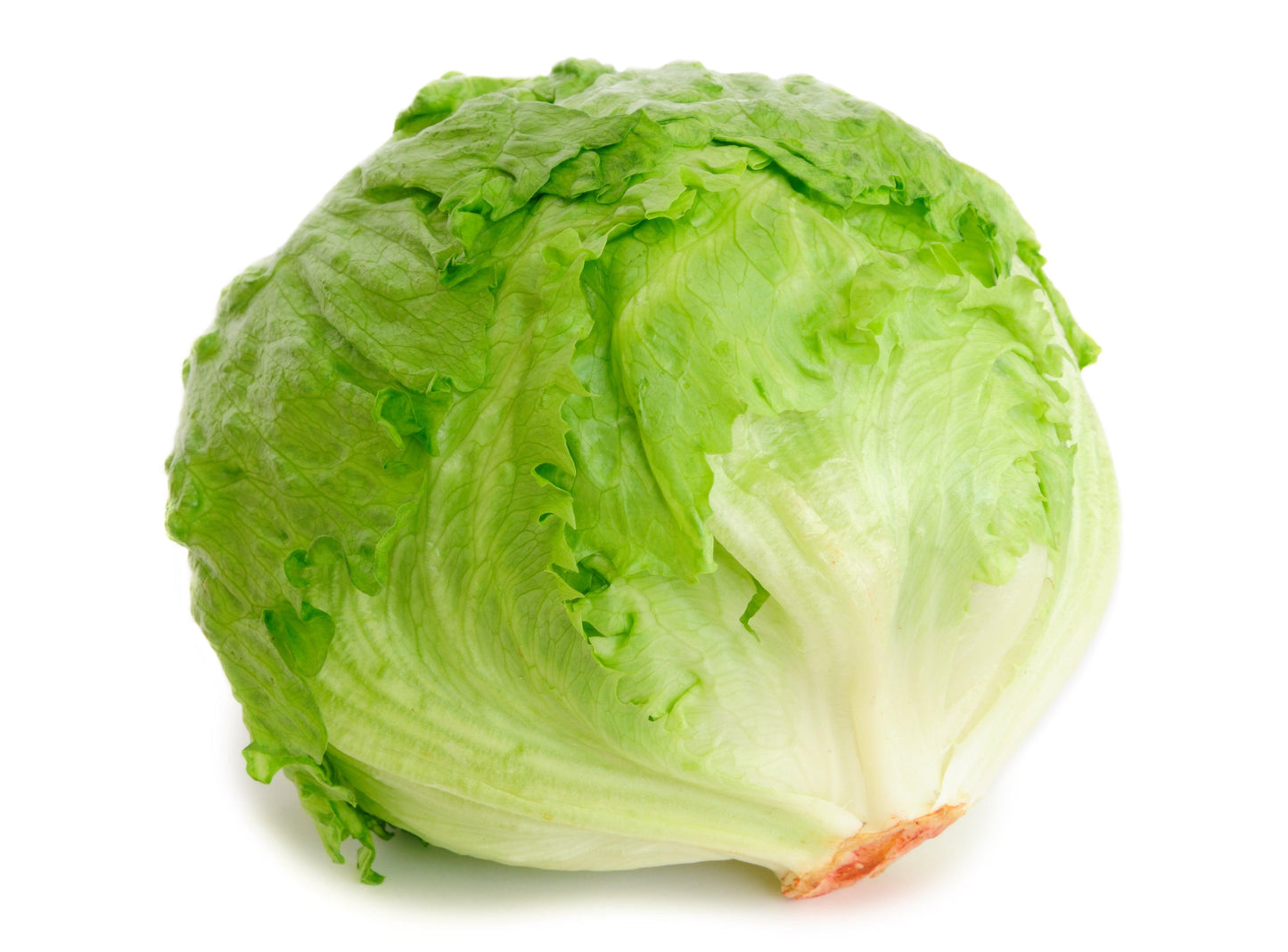 Organic Crispino Iceberg Lettuce Grow Organic