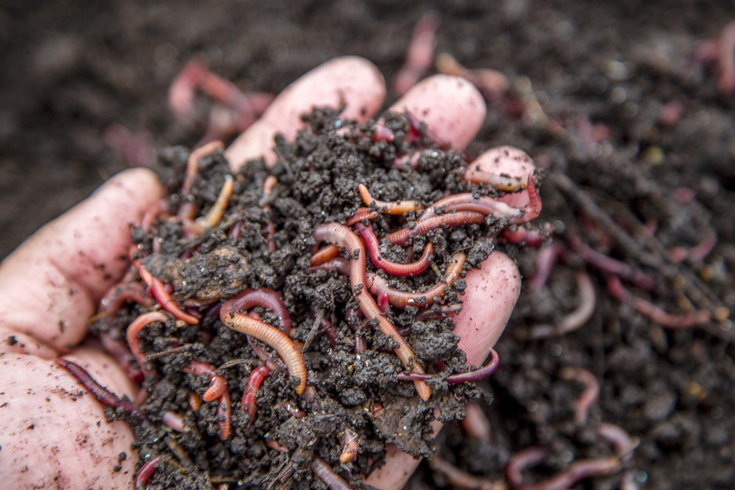 Scarlet's Worm Farm - 150 Composting Worms Scarlet's Worm Farm