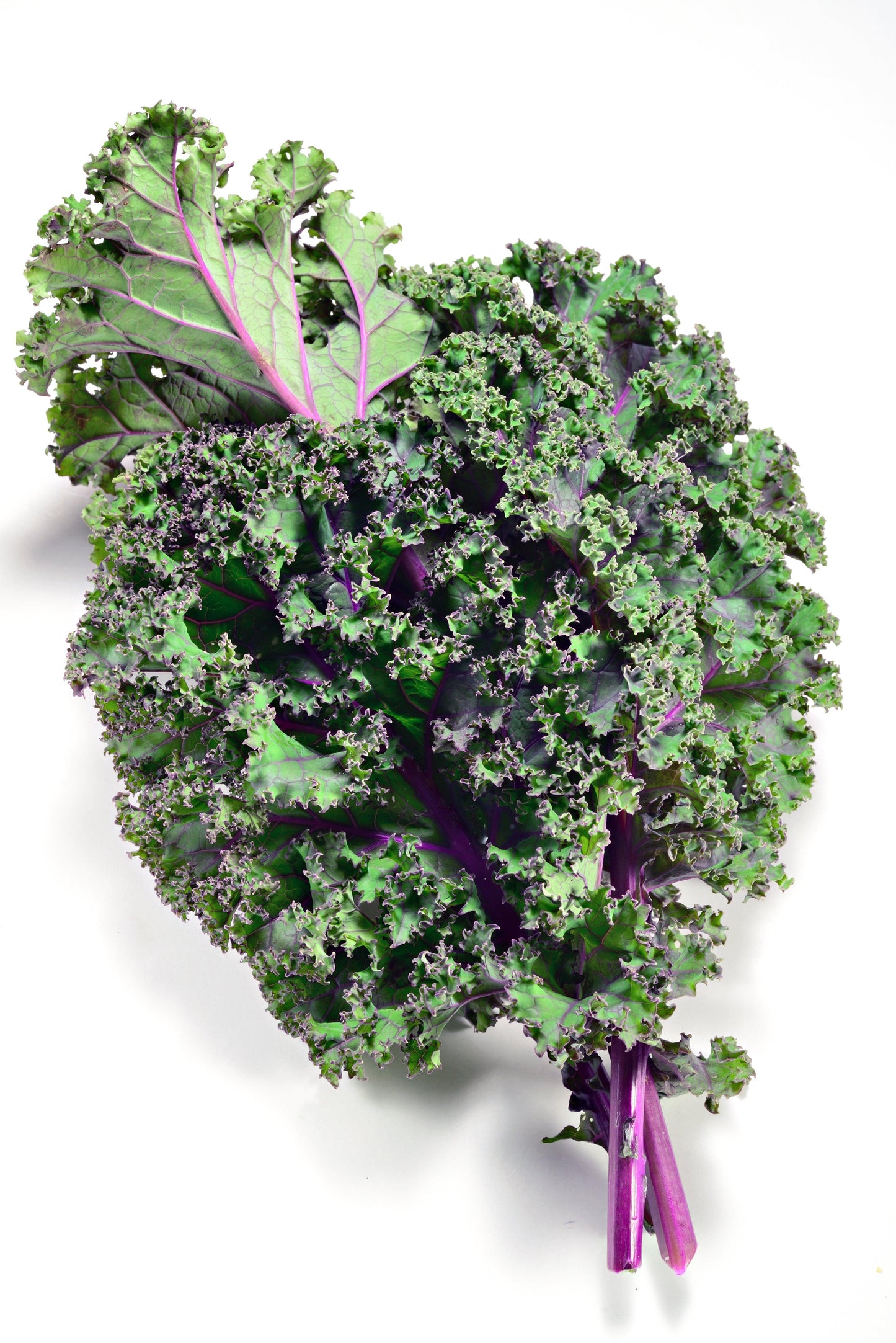 Organic Red Russian Kale Grow Organic