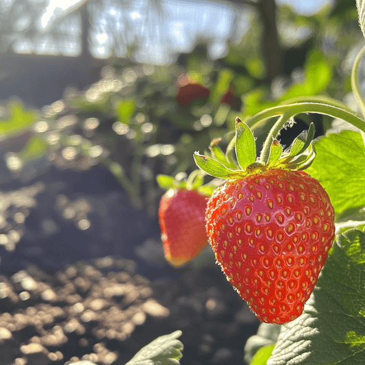 Organic Albion Strawberry Plants (Bundle of Approximately 25) Grow Organic