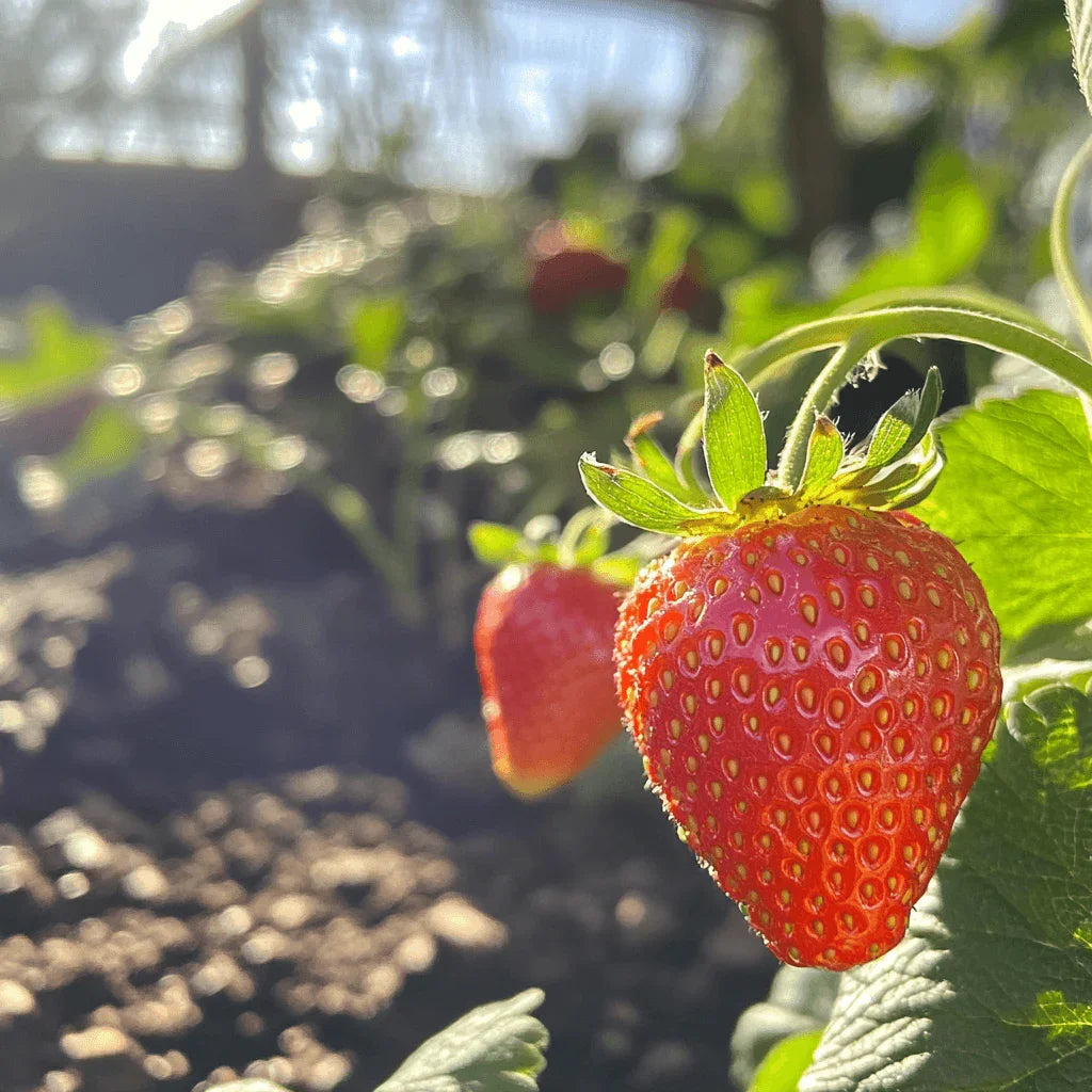 organic everbearing strawberry seeds Organic Albion Strawberry Plants