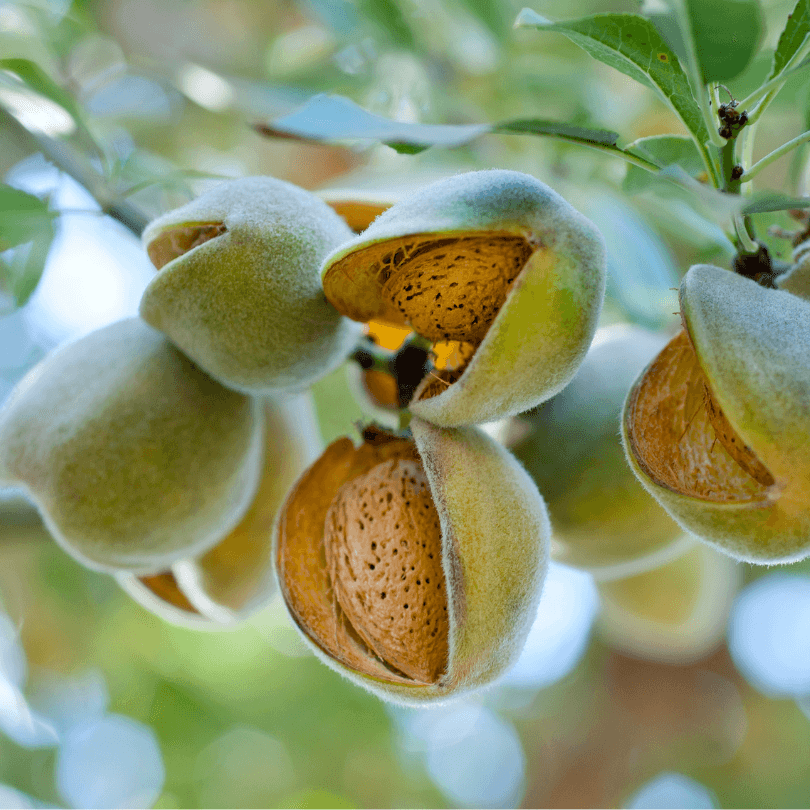 All-In-One Almond Tree Grow Organic