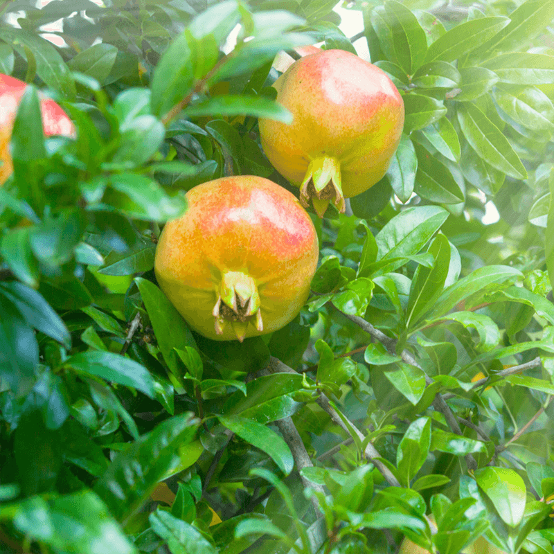 Ambrosia Pomegranate Tree Grow Organic