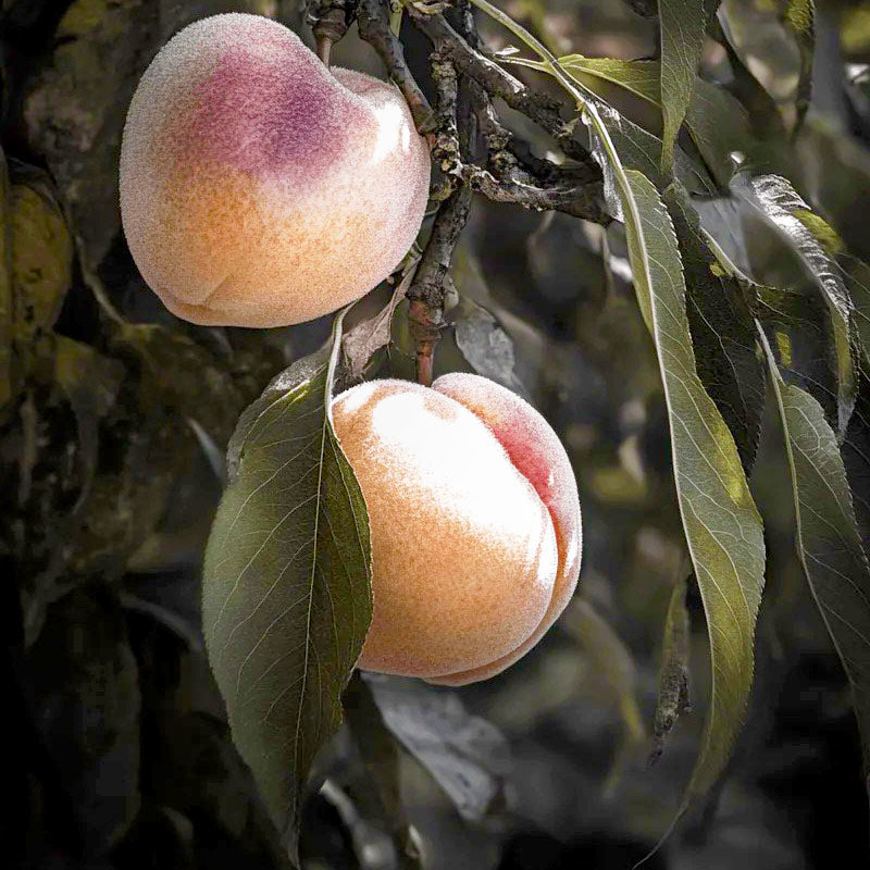 Arctic Supreme Peach Tree Grow Organic