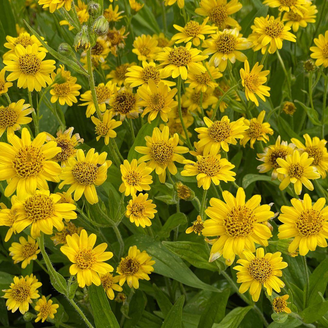 Meadow Arnica Seeds (Organic) Strictly Medicinal