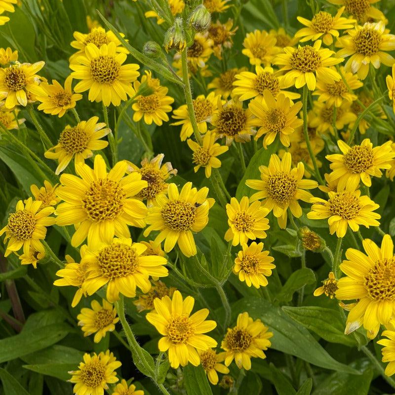 Organic Meadow Arnica (1 gallon)