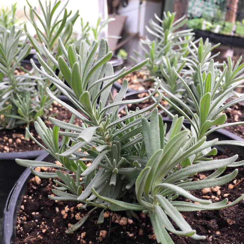 Organic Arctic Snow Lavender (1 Gallon) Grow Organic
