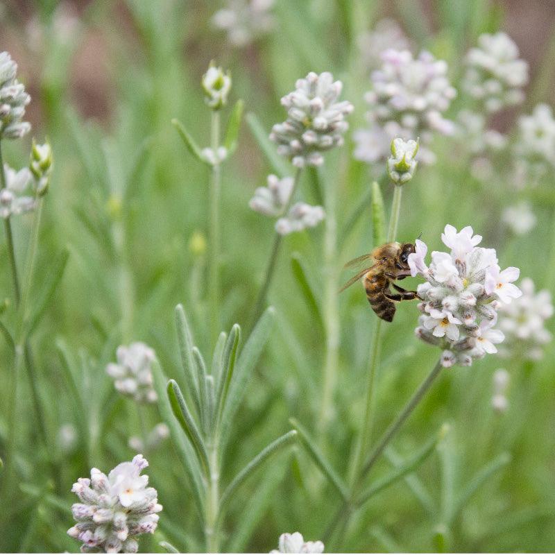 Organic Arctic Snow Lavender (1 Gallon) Grow Organic